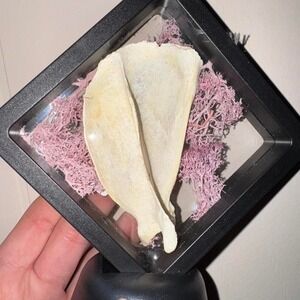 fox scapula taxidermy‎ floating frame art